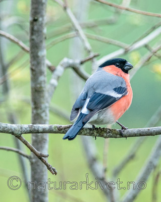 BB 10 0345 / Pyrrhula pyrrhula / Dompap